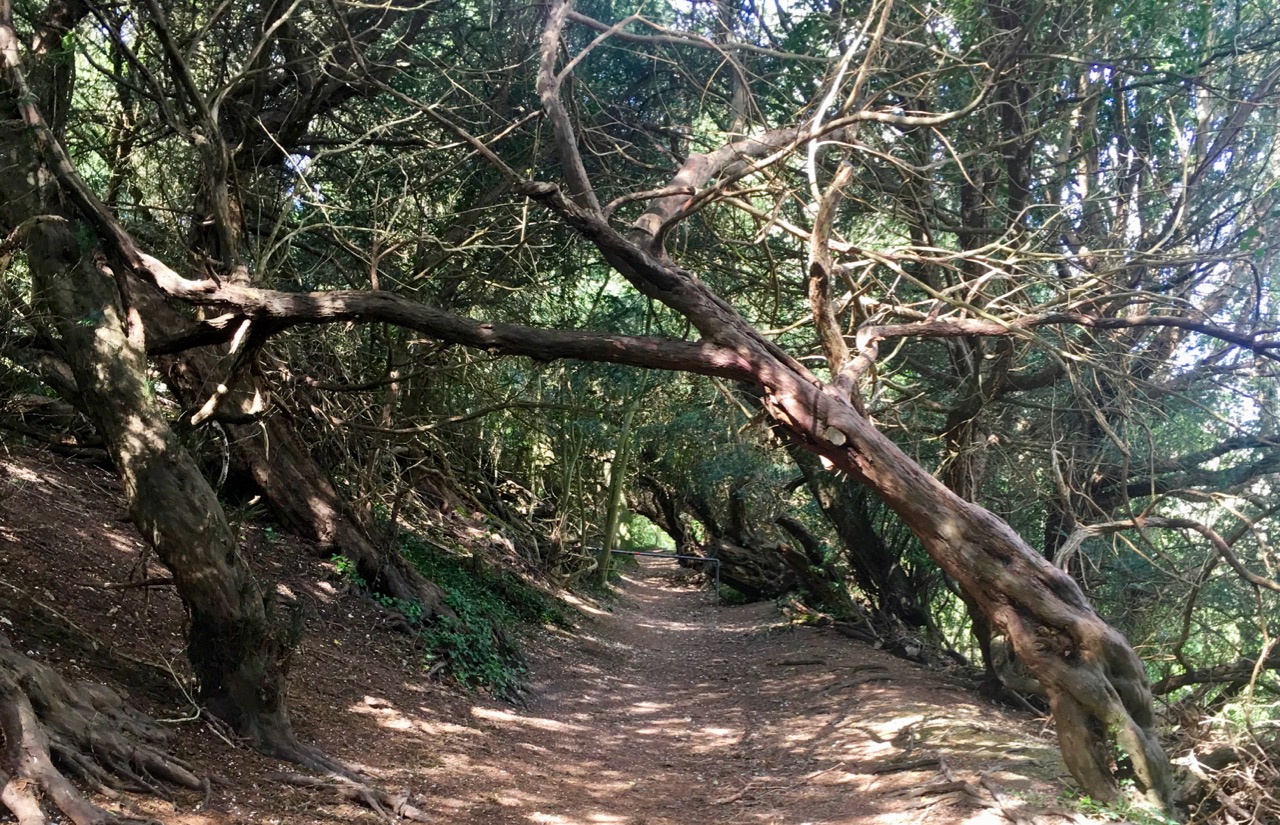 Winchester Trails